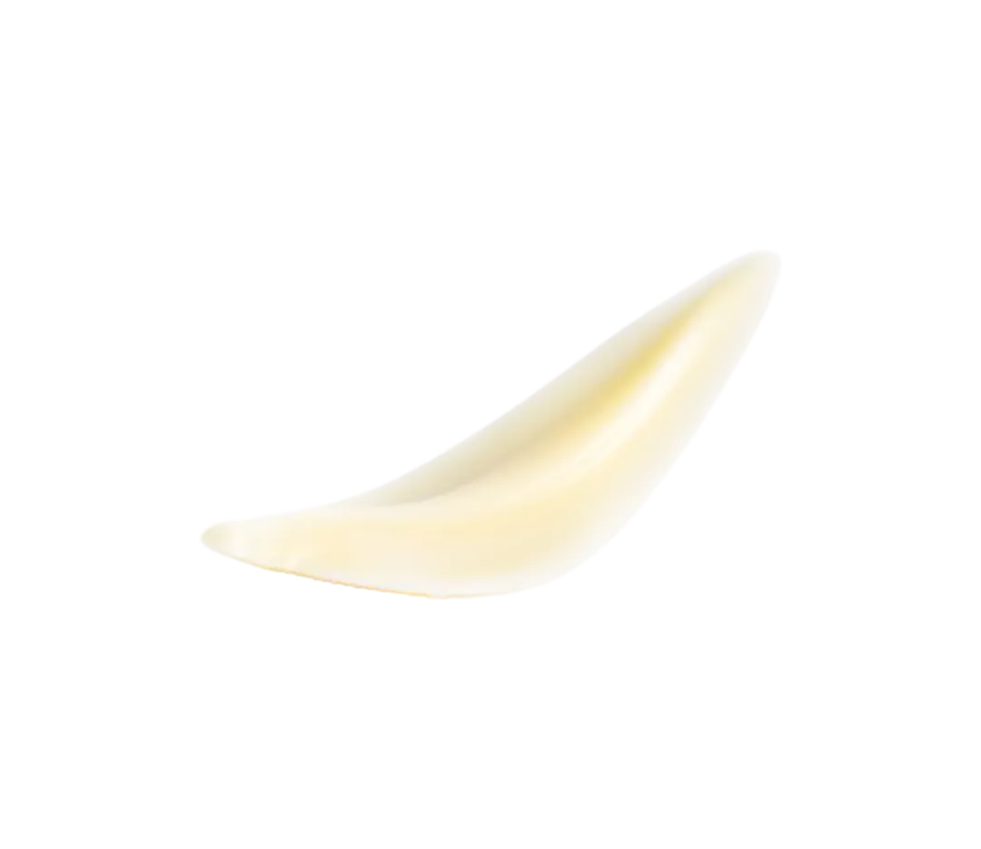 DECOR CHOCOLAT FEUILLE BLANC BT128 DOBLA