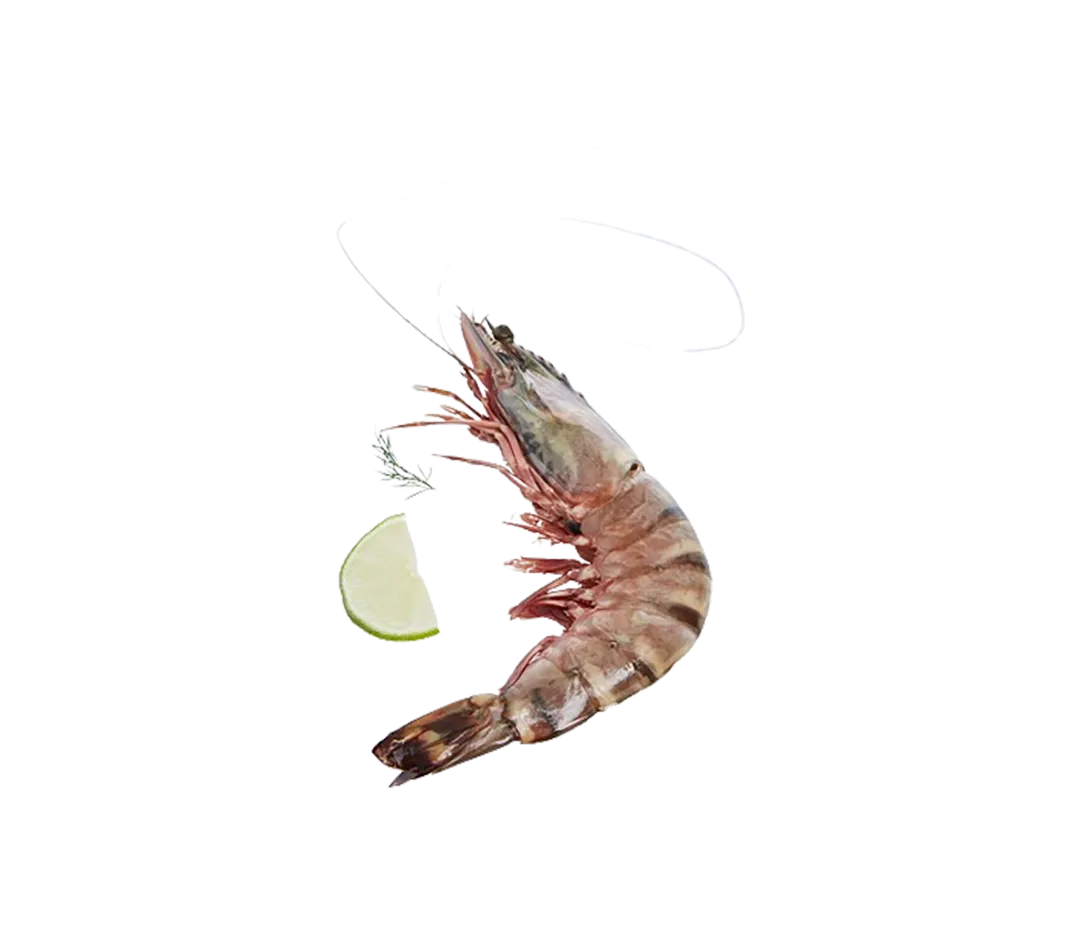 Crevettes sauvages entières